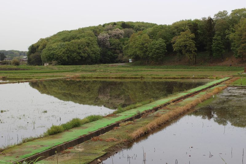 Frost Surrenders to Seedlings photo