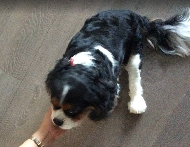 A day to give thanks to Cavalier King Charles Spaniel Dogs! photo