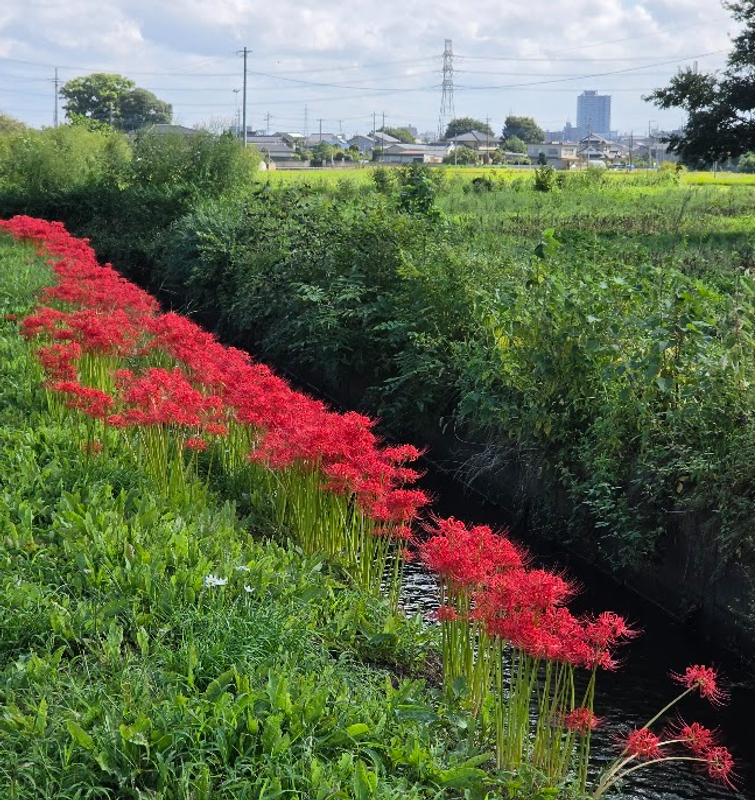 'Higanbana' Red Spider Lilies already coming into full bloom photo
