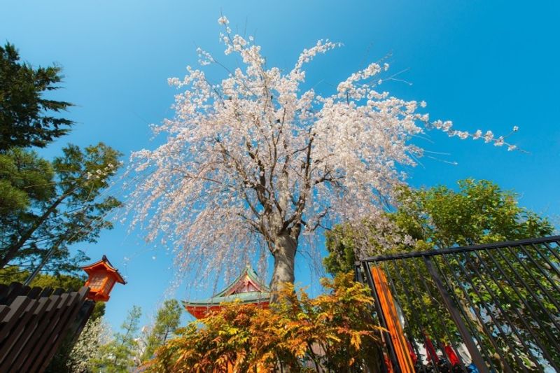 Alternative hanami experiences in Japan: Events to look out for photo