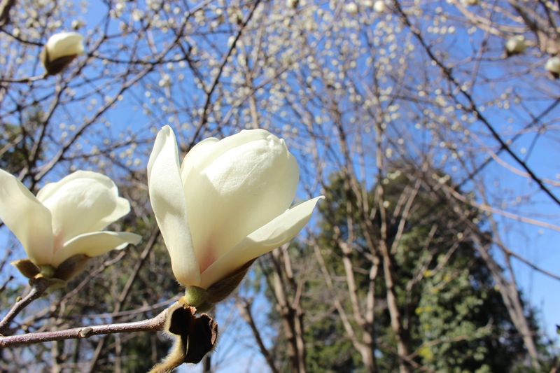 Magnolia, a birthday flower of May 7th photo