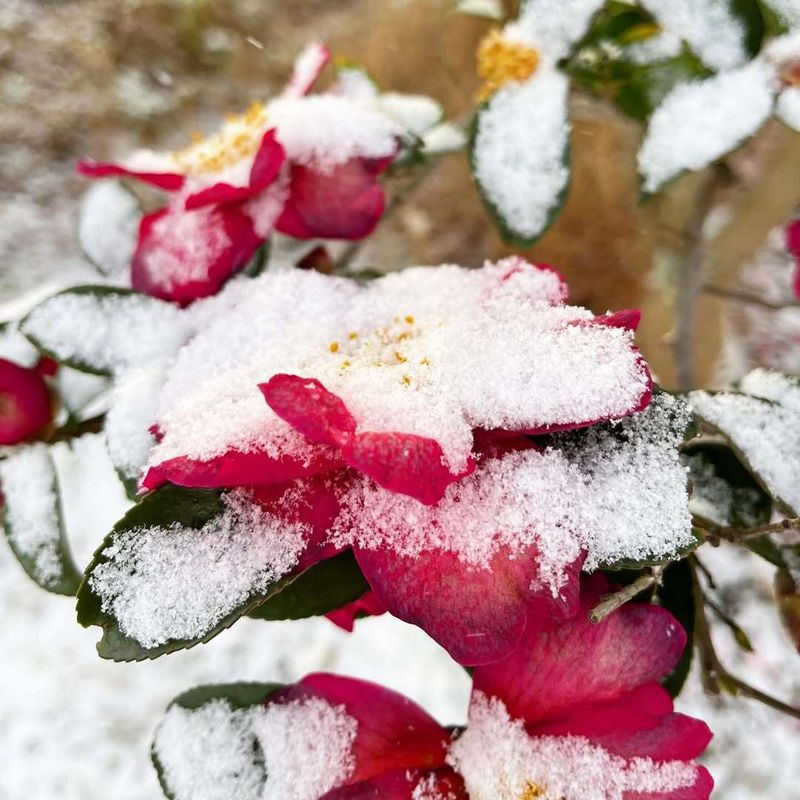 Niigata's Prefectural Tree: Yuki Tsubaki (Snow Camellia) photo