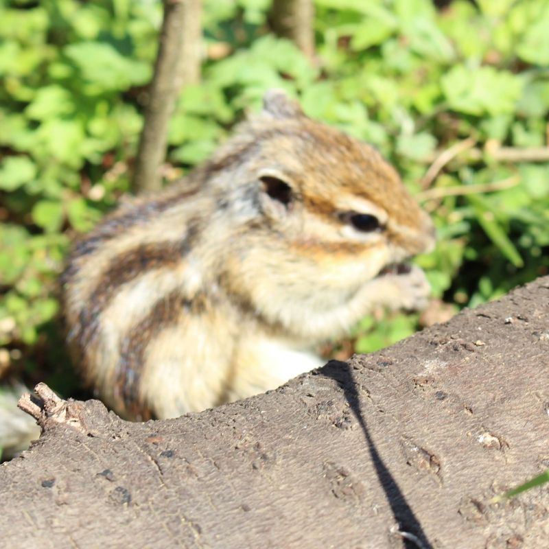 A day for chipmunks photo