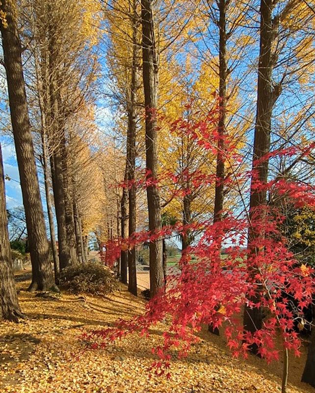Kogarashi: The Wind That Announces Winter photo