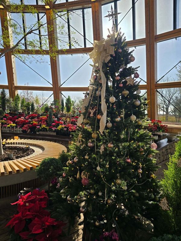 Places to get your festive feels in Niigata: Ikutopia photo