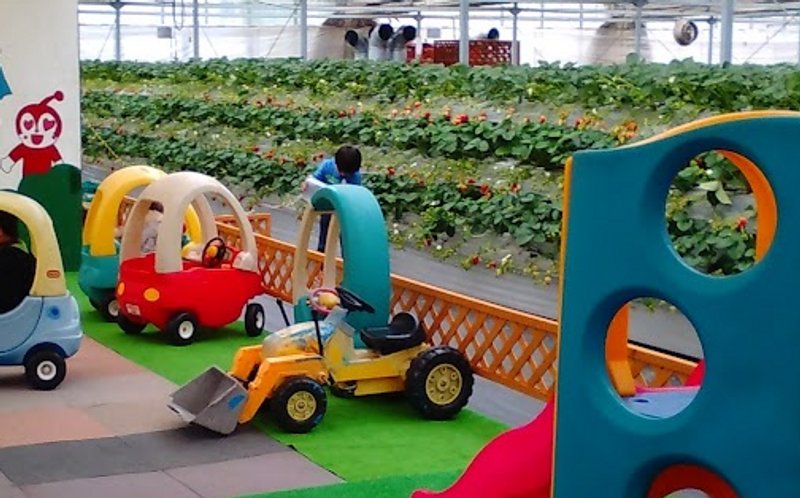Things I didn't try early on: strawberry picking photo