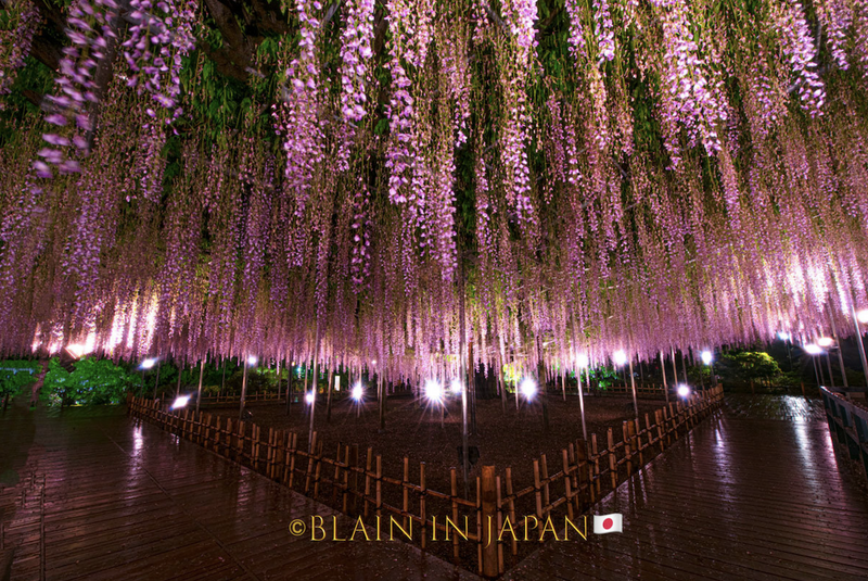 Wisteria - A Different Hanami Experience photo