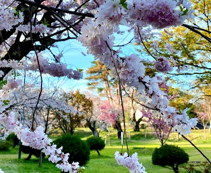 One of Niigata's Top Cherry Blossom Spots photo