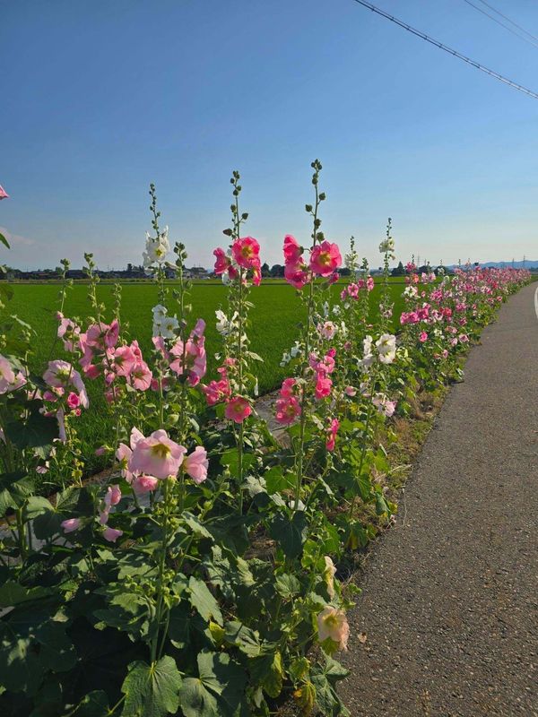 A cool (literally!) initiative by Joetsu City photo
