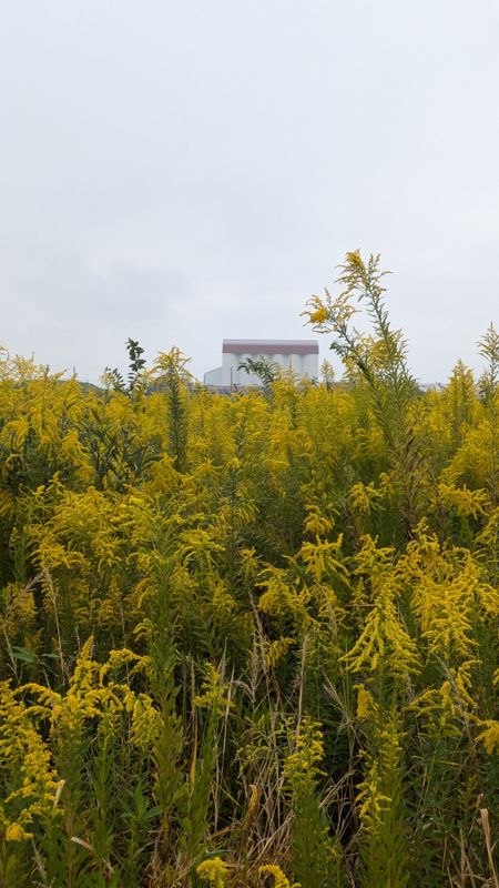 Autumn plants in Japan: goldenrod photo