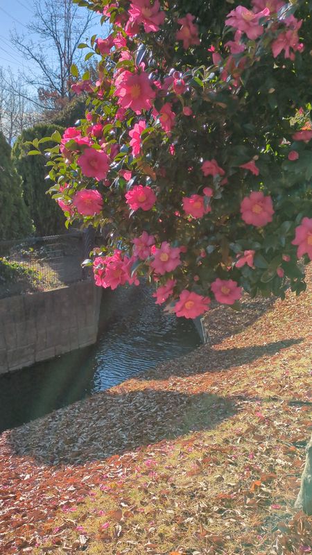 Winter flowers: Camellia Sasanqua photo