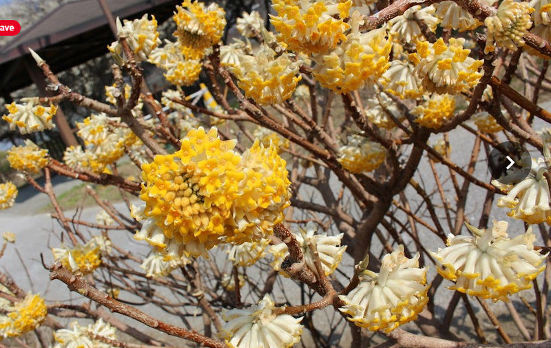 More than just a flower; the significance of Paper Bush photo