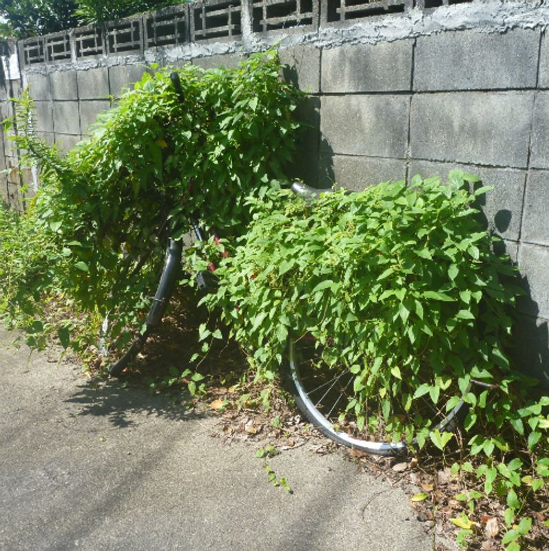 日本の自転車に乗る photo