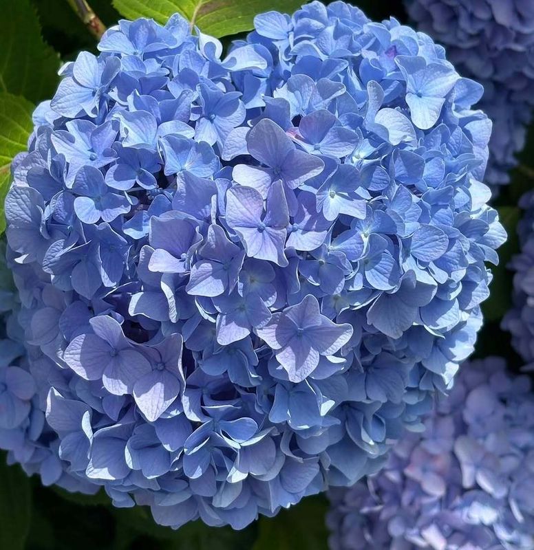 Summer blues photo