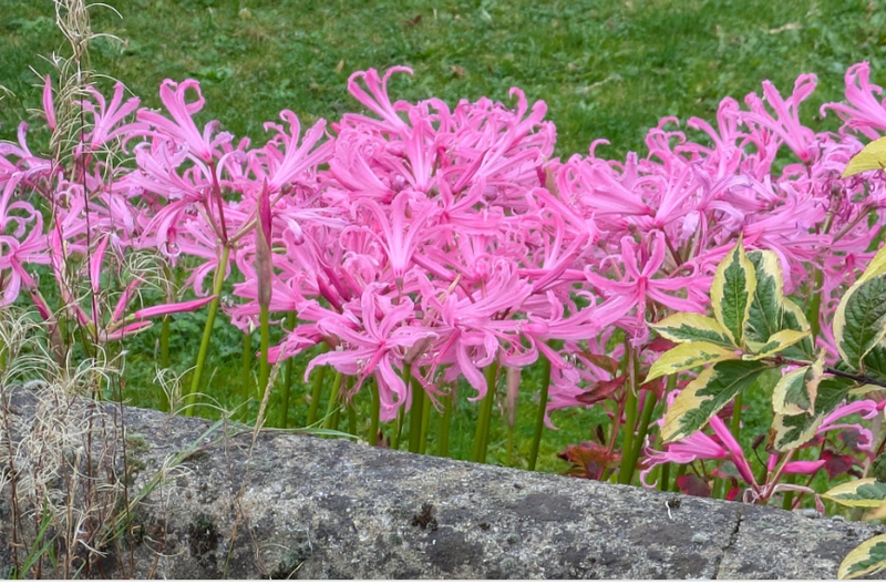 Nerine, the birthday flower of October 13th photo