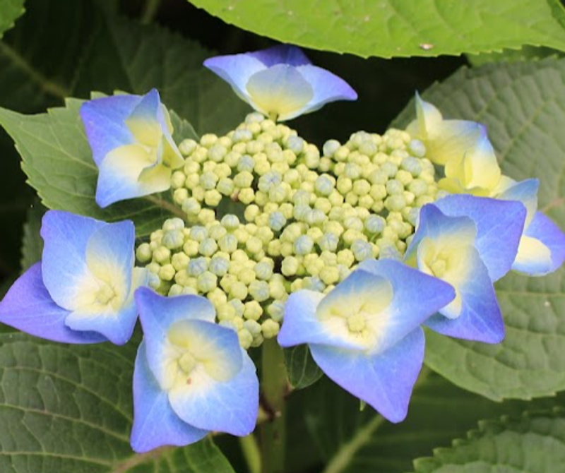 Lacetop Hydrangea, a birthday flower of July 13th photo