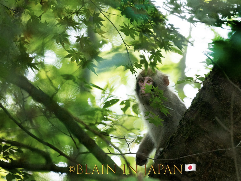 Snow Monkey Photo Tour Japan - Niigata, Nagano, or Anywhere Across Japan photo