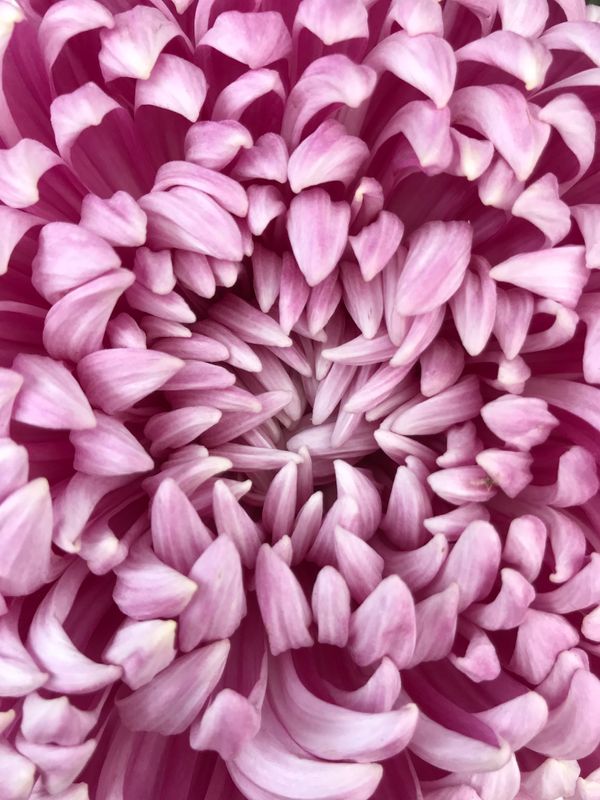 ビシャンダの美しい菊 photo