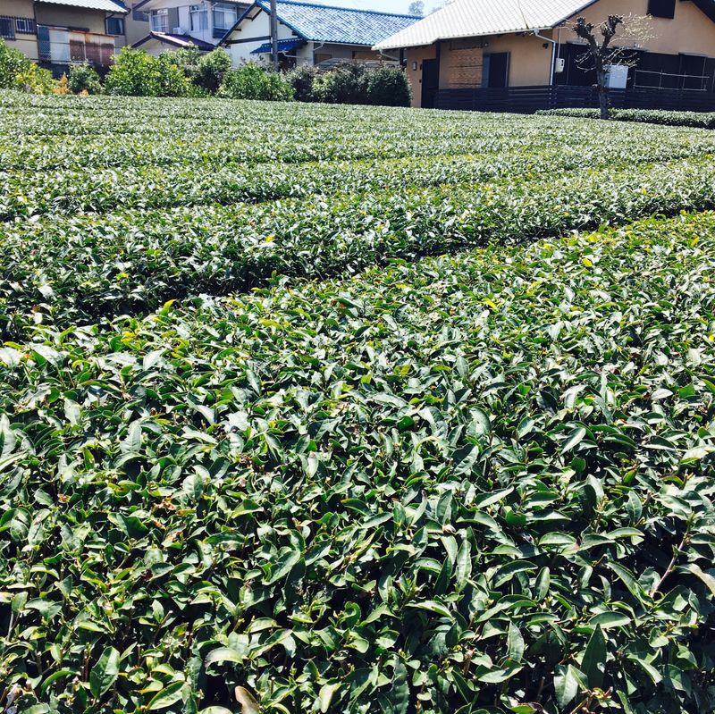静岡での発見/気軽に楽しめる緑茶 photo