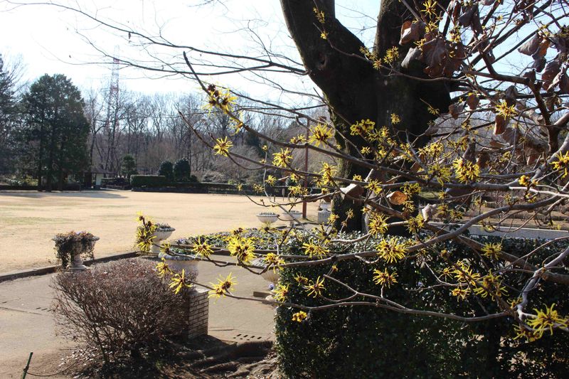 Witch Hazel, a birthday flower of January 31st photo