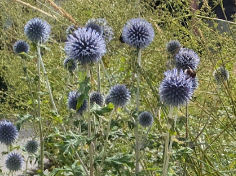 Small Globe Thistle, a birthday flower of July 11th photo