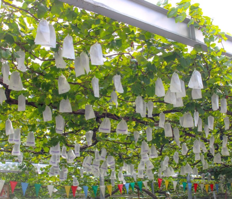 Japan's First Grape Sanctuary Opening Soon in Nagano photo