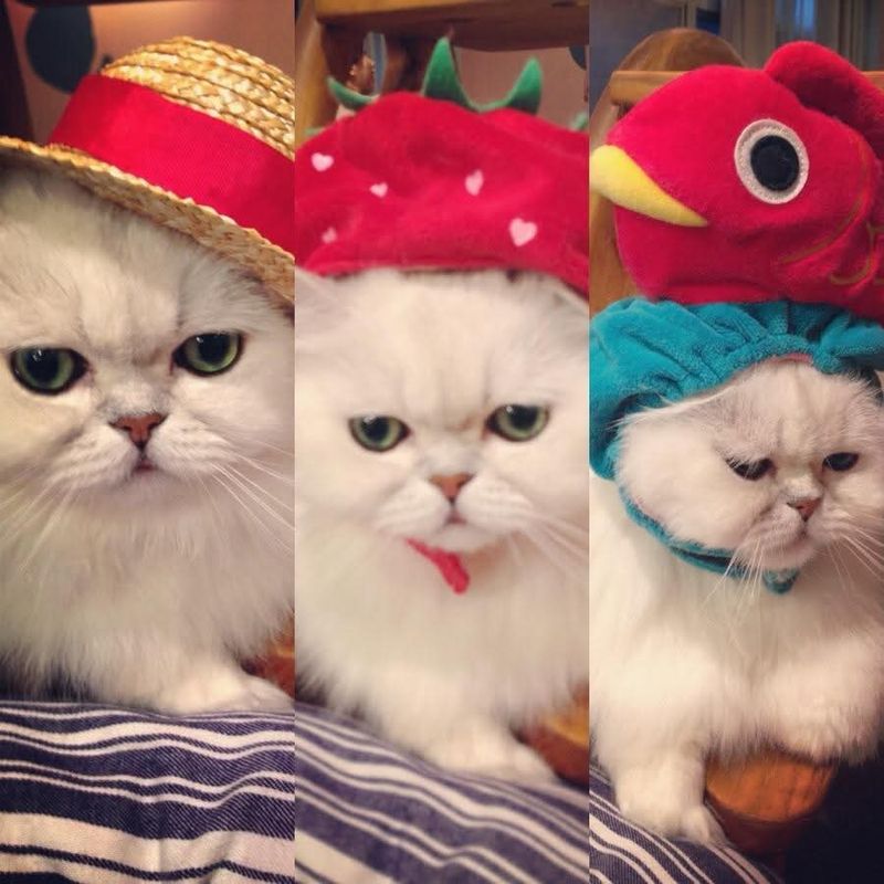 Some troubling news about animal cafes photo