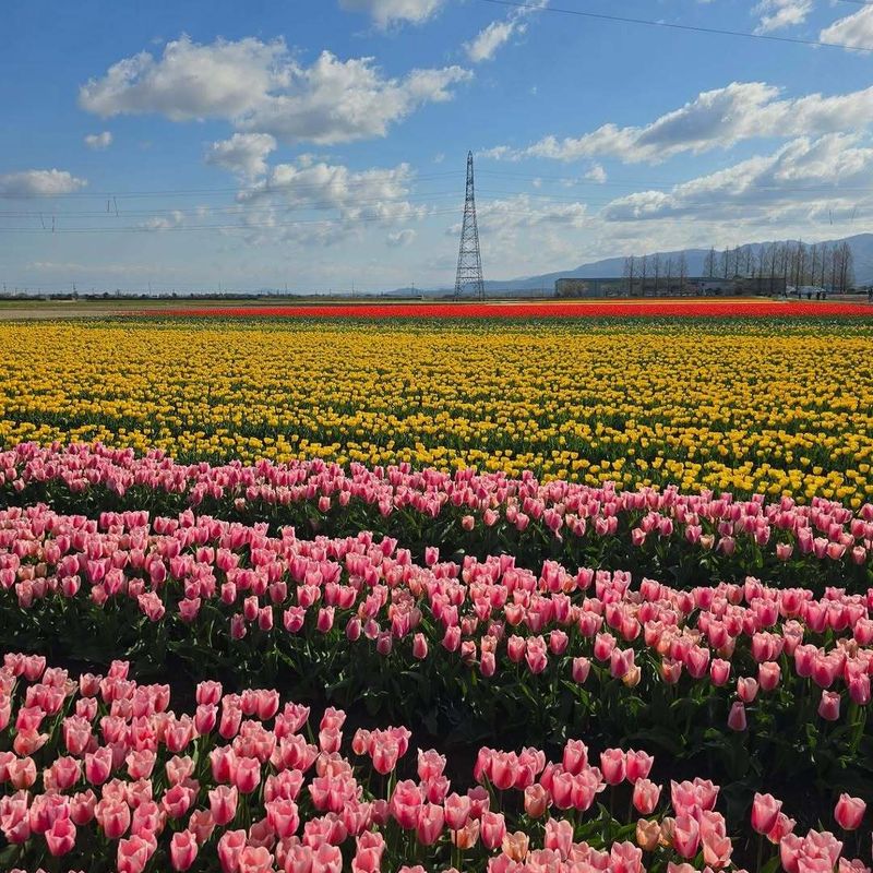 Yellows of spring photo