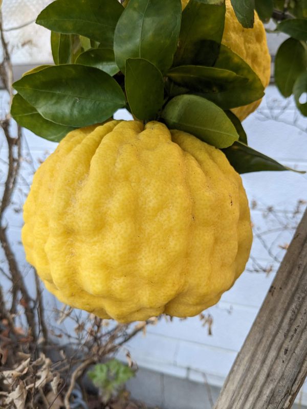 Yuzu good flavor day photo