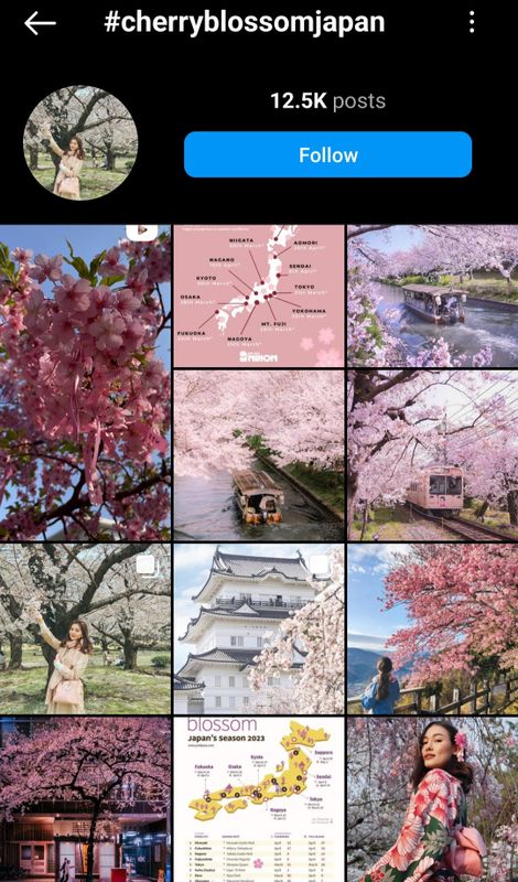How to use Instagram to maximize your sakura season photo