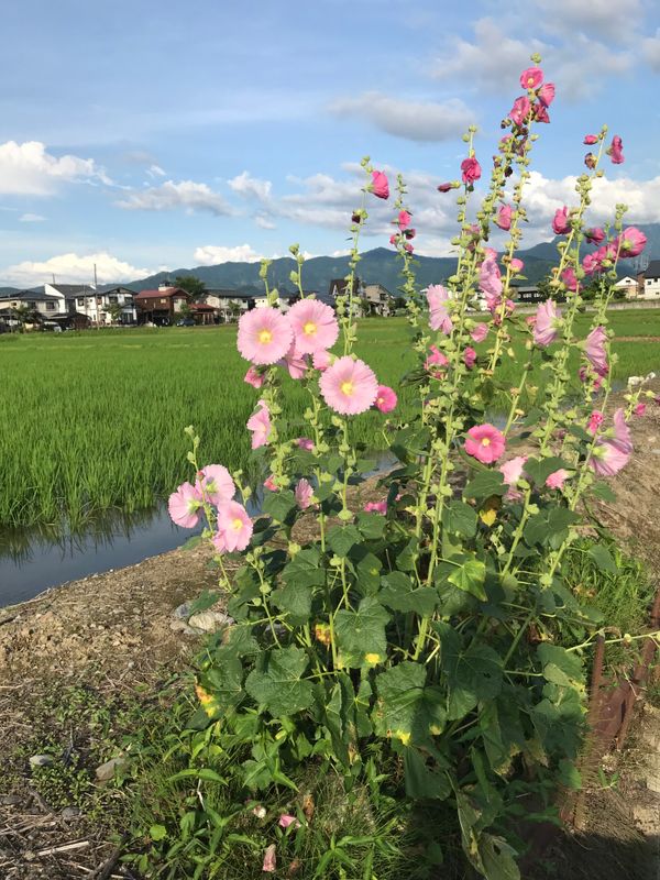 Niigata’s plant life photo