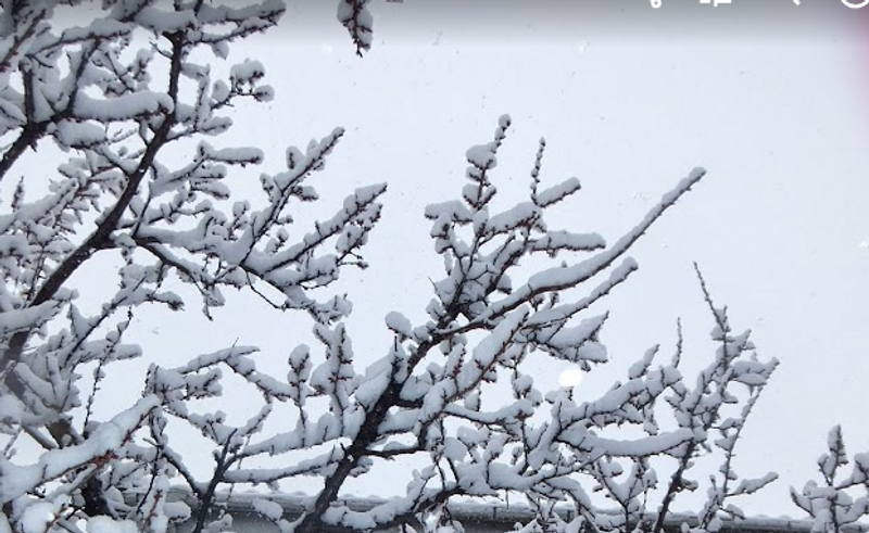 Northern Territories Day photo