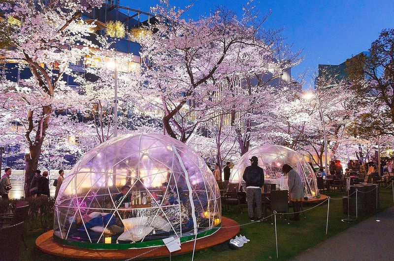 樱花与东京的艺术相遇：2019年身临其境的樱花体验 photo