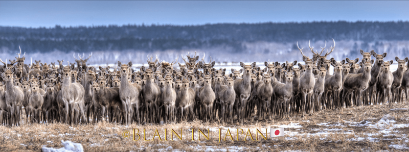 Largest Herd of Ezo Sika Deer Ever Photographed on Our Planet! photo