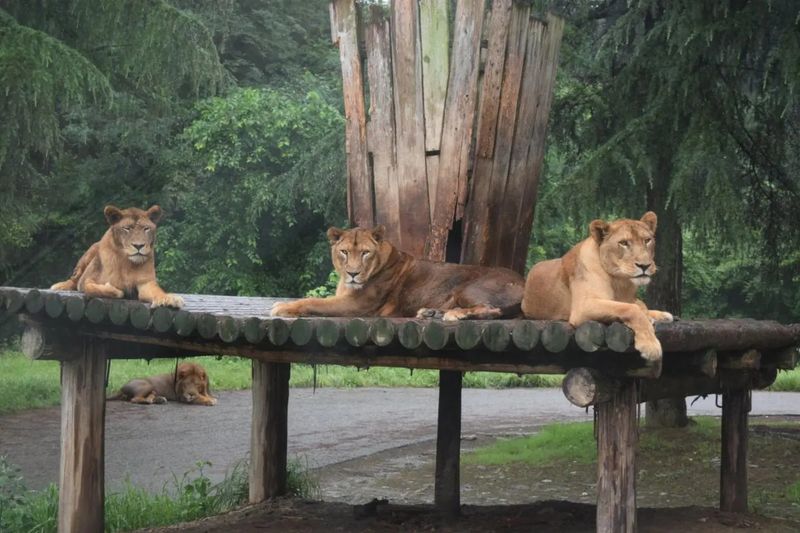 Lessons from Japan's extreme heat and animal welfare photo