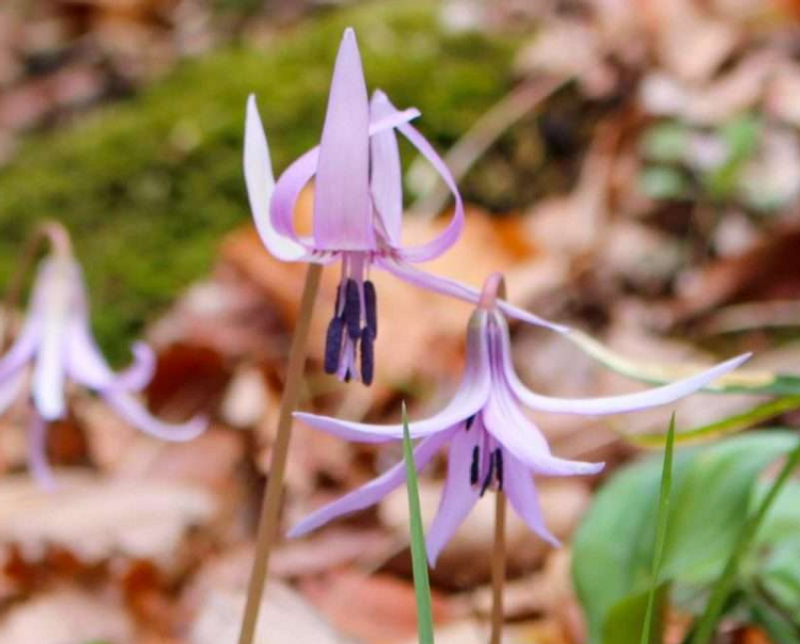 Katakuri, a birthday flower of January 28th photo