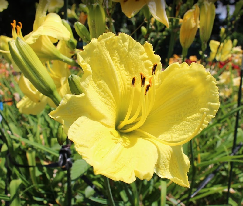 Broad Dwarf Daylily, a birthday flower of July 24th photo