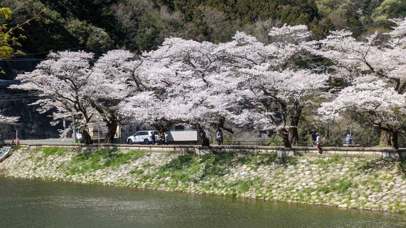 Things I didn't do early on: hunt cherry blossoms! photo