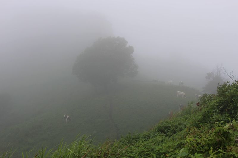 Microseason: Thick Fog Descends photo