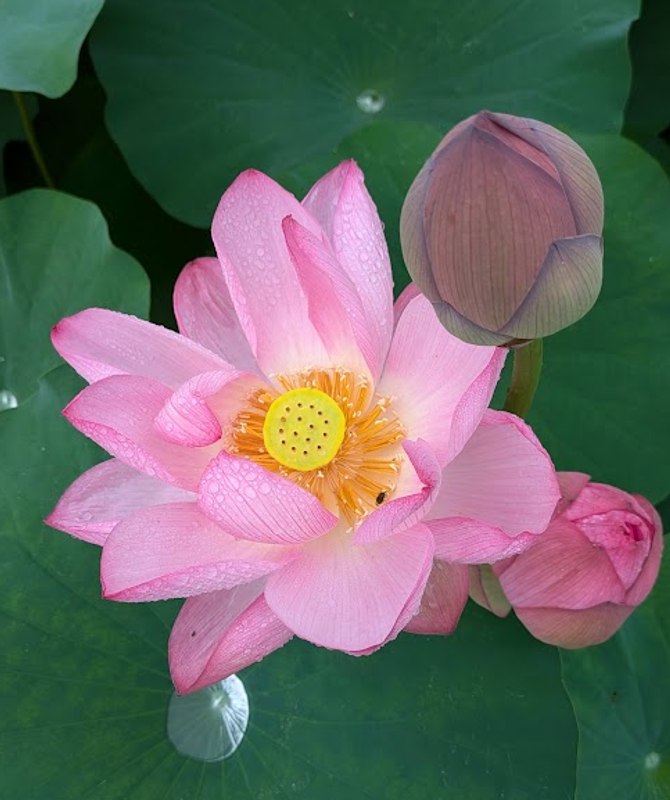 Microseason: Lotus Begin to Bloom photo