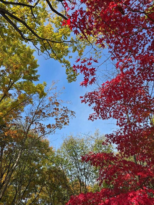 From (mostly) evergreen Australia to Japan's vivid autumns photo