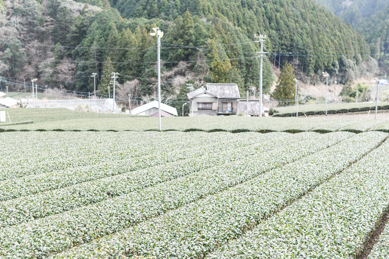 Asakoの「日々是静岡茶」vol.5 「お茶農家の古民家カフェ かつやま」でゆるりと過ごす田舎時間 photo
