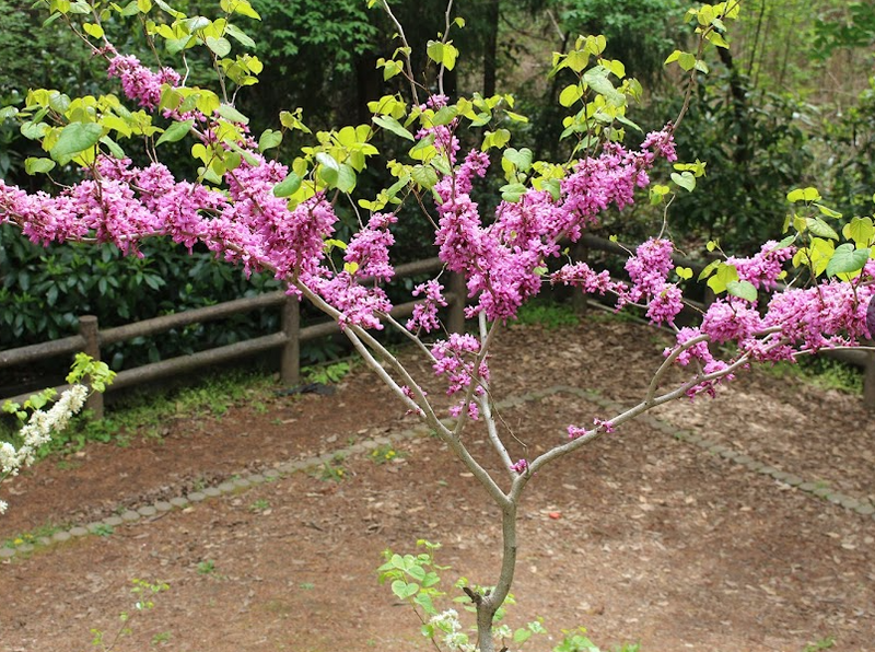 Redbud, a birthday flower of March 16th photo
