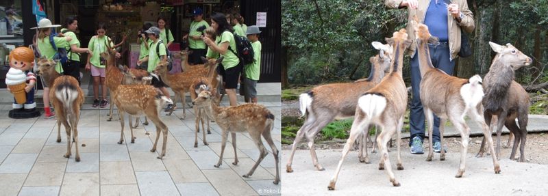 The five best things to do in Nara photo