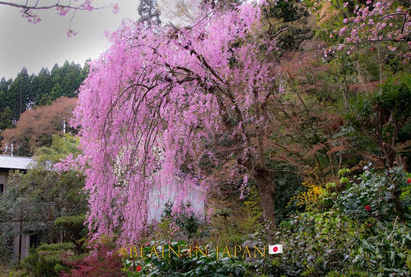 Shidarezakura - Weeping Cherry Blossoms photo