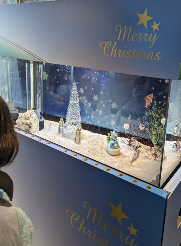 Holiday Family Fun at Oarai Aquarium in Ibaraki  photo