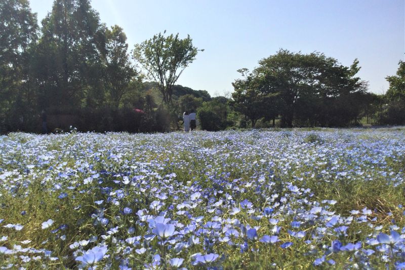 Learn about Indigenous Plants at Botanical Gardens photo