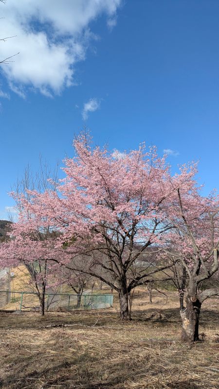 The downside of cherry blossom season photo