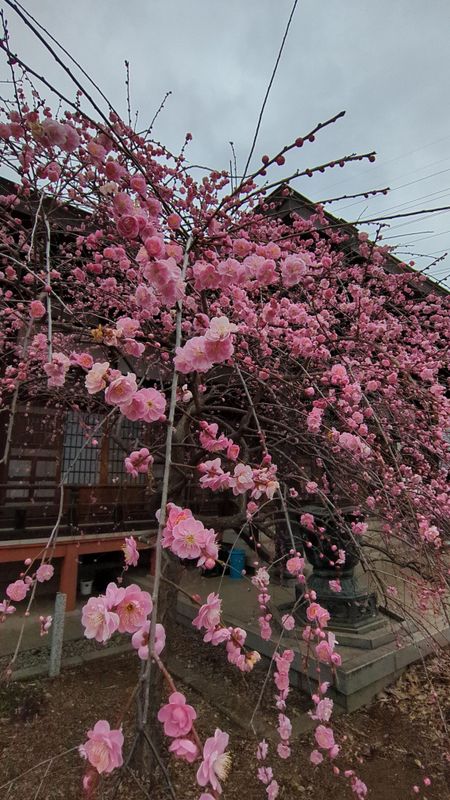 "Usui", Rainwater Solar Term photo