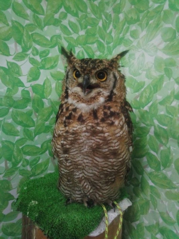 Beat the Heat at Sendai's Owl Cafe This Summer in Japan photo